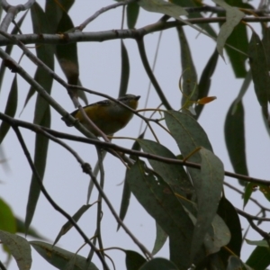 Pardalotus punctatus at Bonython, ACT - 22 Mar 2023