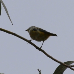 Pardalotus punctatus at Bonython, ACT - 22 Mar 2023