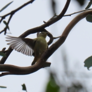 Pardalotus punctatus at Bonython, ACT - 22 Mar 2023