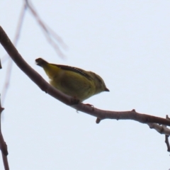 Pardalotus punctatus at Bonython, ACT - 22 Mar 2023