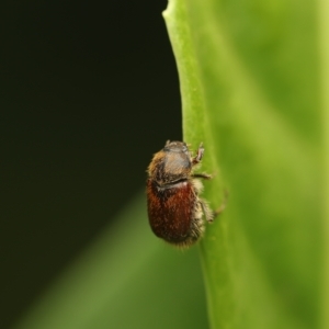 Automolius sp. (genus) at Murrumbateman, NSW - 22 Mar 2023 04:20 PM