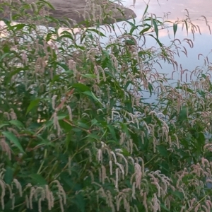 Persicaria lapathifolia at Paddys River, ACT - 15 Mar 2023 07:09 PM