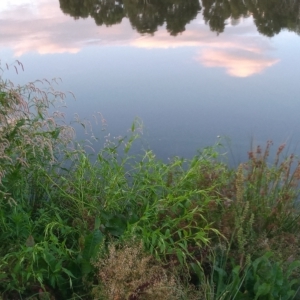 Persicaria hydropiper at Paddys River, ACT - 15 Mar 2023 07:09 PM