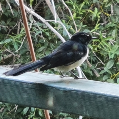 Rhipidura leucophrys (Willie Wagtail) at Wambrook, NSW - 22 Mar 2023 by Mike