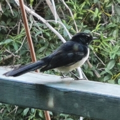 Rhipidura leucophrys (Willie Wagtail) at Wambrook, NSW - 22 Mar 2023 by Mike