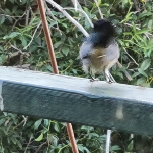 Rhipidura leucophrys at Wambrook, NSW - 22 Mar 2023