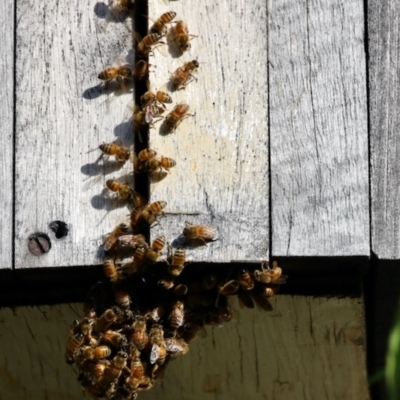 Apis mellifera (European honey bee) at Aranda, ACT - 25 Feb 2023 by KMcCue