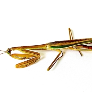 Tenodera australasiae at Crooked Corner, NSW - 14 Mar 2023