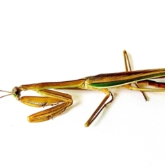 Tenodera australasiae (TBC) at Crooked Corner, NSW - 13 Mar 2023 by Milly