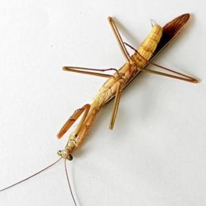 Tenodera australasiae at Crooked Corner, NSW - 14 Mar 2023