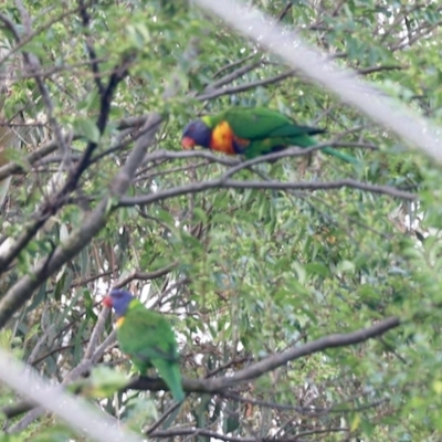 Trichoglossus moluccanus (Rainbow Lorikeet) at Aranda, ACT - 22 Mar 2023 by KMcCue