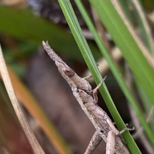 Heide sp. (genus) at QPRC LGA - 12 Mar 2023