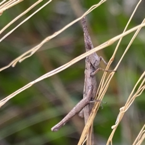 Heide sp. (genus) at QPRC LGA - 12 Mar 2023