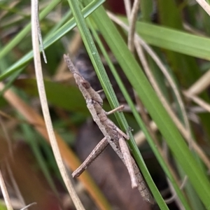 Heide sp. (genus) at QPRC LGA - 12 Mar 2023