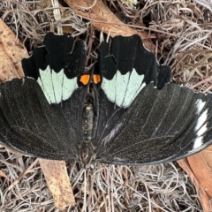 Papilio aegeus (Orchard Swallowtail, Large Citrus Butterfly) at Aranda, ACT - 21 Mar 2023 by KMcCue