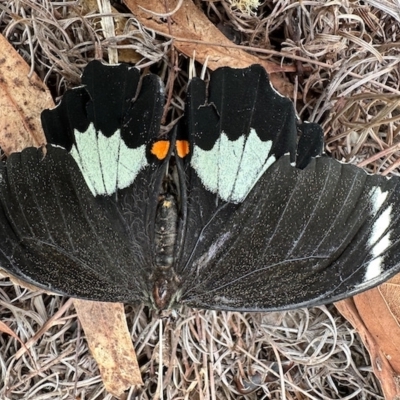 Papilio aegeus (Orchard Swallowtail, Large Citrus Butterfly) at GG182 - 21 Mar 2023 by KMcCue