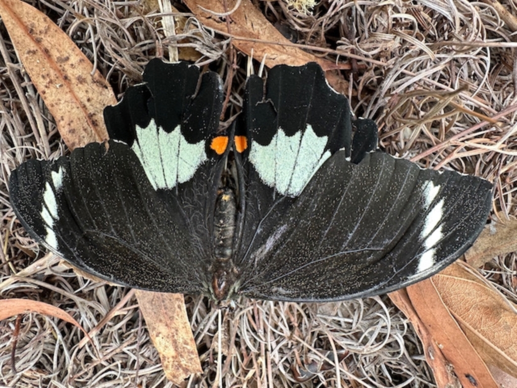 Papilio aegeus at Aranda, ACT - 21 Mar 2023