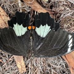 Papilio aegeus (TBC) at Aranda, ACT - 21 Mar 2023 by KMcCue