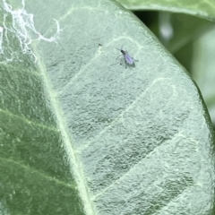 Bibionomorpha (infraorder) (Unidentified Gnat, Gall Midge or March Fly) at Canberra, ACT - 22 Mar 2023 by Hejor1