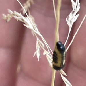 Paropsis atomaria at Lyneham, ACT - 22 Mar 2023 05:16 PM