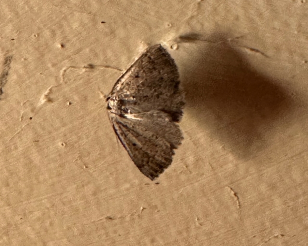 Furcatrox (genus) at Aranda, ACT - 22 Mar 2023