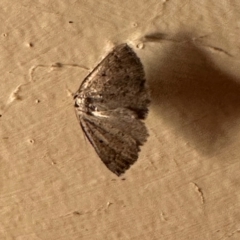 Furcatrox (genus) (A Cape-moth) at Aranda, ACT - 22 Mar 2023 by KMcCue