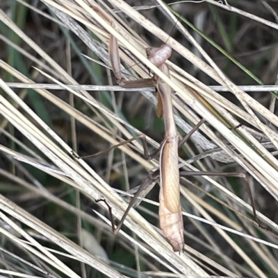 Pseudomantis albofimbriata at Sullivans Creek, Lyneham South - 22 Mar 2023 by Hejor1