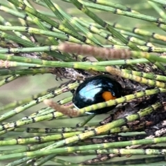 Orcus bilunulatus (Ladybird beetle) at Sullivans Creek, Lyneham South - 22 Mar 2023 by Hejor1