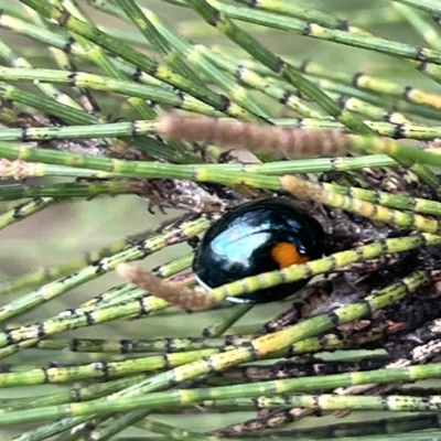 Orcus bilunulatus (Ladybird beetle) at Sullivans Creek, Lyneham South - 22 Mar 2023 by Hejor1