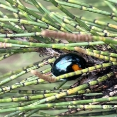 Orcus bilunulatus (Ladybird beetle) at Sullivans Creek, Lyneham - 22 Mar 2023 by Hejor1