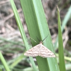 Scopula rubraria (Reddish Wave, Plantain Moth) at Sullivans Creek, Lyneham South - 22 Mar 2023 by Hejor1