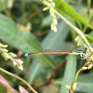 Ischnura aurora at City Renewal Authority Area - 22 Mar 2023 05:39 PM