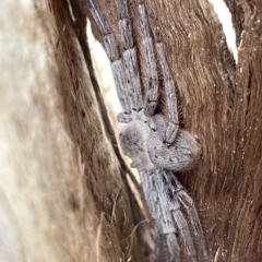 Isopeda sp. (genus) (Huntsman Spider) at Lyneham Wetland - 22 Mar 2023 by Hejor1