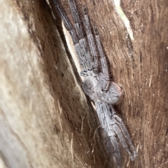 Isopeda sp. (genus) at O'Connor, ACT - 22 Mar 2023