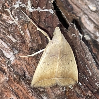 Simplicia armatalis (Crescent Moth) at Sullivans Creek, Lyneham South - 22 Mar 2023 by Hejor1