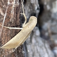 Simplicia armatalis at Lyneham, ACT - 22 Mar 2023