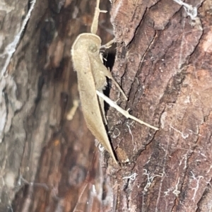 Simplicia armatalis at Lyneham, ACT - 22 Mar 2023