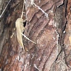 Simplicia armatalis at Lyneham, ACT - 22 Mar 2023