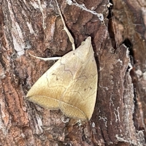 Simplicia armatalis at Lyneham, ACT - 22 Mar 2023