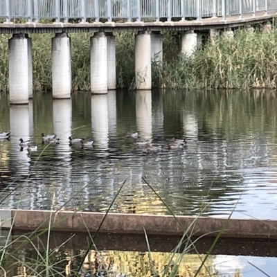 Chenonetta jubata (Australian Wood Duck) at Sullivans Creek, Lyneham South - 22 Mar 2023 by Hejor1