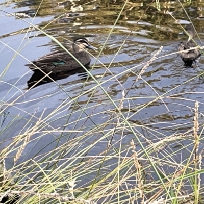 Anas superciliosa (Pacific Black Duck) at Sullivans Creek, Lyneham South - 22 Mar 2023 by Hejor1
