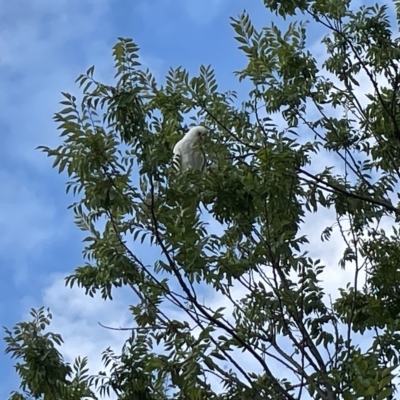 Cacatua sanguinea (Little Corella) at Sullivans Creek, Lyneham South - 22 Mar 2023 by Hejor1