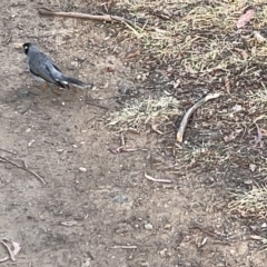 Manorina melanocephala (Noisy Miner) at Sullivans Creek, Lyneham South - 22 Mar 2023 by Hejor1