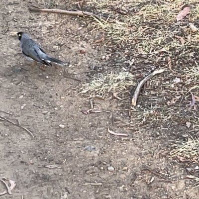 Manorina melanocephala (Noisy Miner) at Sullivans Creek, Lyneham South - 22 Mar 2023 by Hejor1