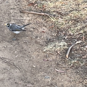 Manorina melanocephala at Lyneham, ACT - 22 Mar 2023