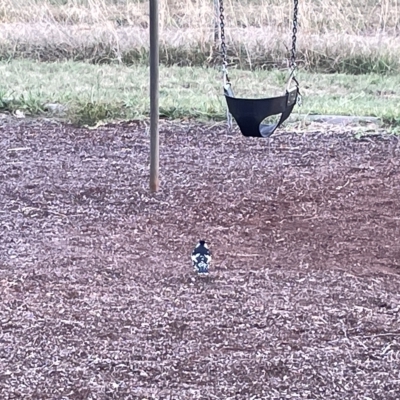 Grallina cyanoleuca (Magpie-lark) at Sullivans Creek, Lyneham South - 22 Mar 2023 by Hejor1