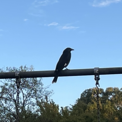 Strepera graculina (Pied Currawong) at Sullivans Creek, Lyneham South - 22 Mar 2023 by Hejor1