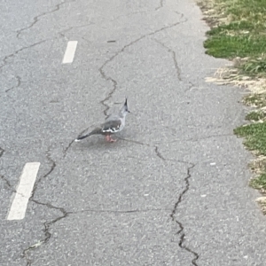 Ocyphaps lophotes at Lyneham, ACT - 22 Mar 2023 06:50 PM