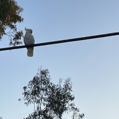 Cacatua galerita (Sulphur-crested Cockatoo) at Lyneham, ACT - 22 Mar 2023 by Hejor1