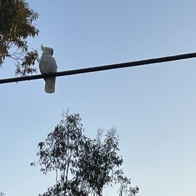 Cacatua galerita (Sulphur-crested Cockatoo) at Lyneham Wetland - 22 Mar 2023 by Hejor1